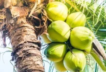 ÁGUA DE COCO PODE FICAR MAIS CARA NA BAHIA APÓS NOVA TARIFA DOS EUA; ENTENDA